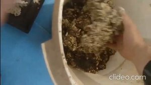 Сбор урожая мумиё Огневки!