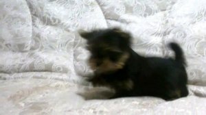 Малыши йорки 2 месяца