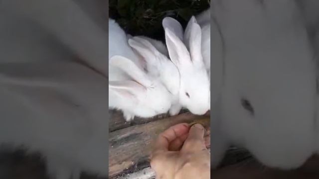 Порода Белый Панон. Белые комочки счастья. Кроликопарк на Прифермской ПаСеке.