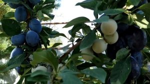 Многосортовые плодовые деревьевья.