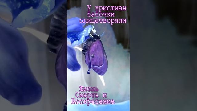 Символ бабочки #shorts