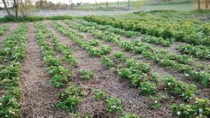 Мульчируем соломой клубнику