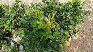 ornamental orange  ,nolina plants, adenine plants sail and care tips.