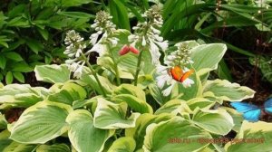 Хоста гибридная Тамбурин (hosta tambourine) ? Тамбурин обзор: как сажать, луковицы хосты Тамбурин