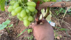 07.08.2023. Виноград Арарат, США