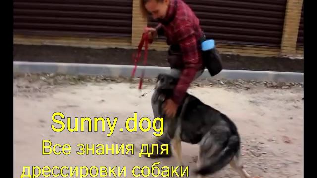 алабай среднеазиаткая овчарка или немецкая овчарка смотреть онлайн