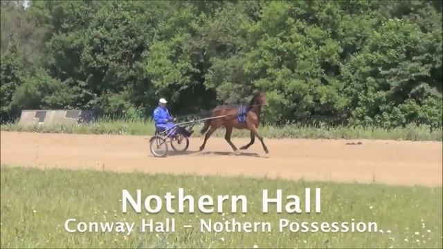 Рысистая лошадь -- рысак Nothern Hall (Conway Hall -- Nothern Possession) смотреть онлайн