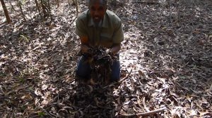 Changes in the Ecosystem by the Earleaf Acacia