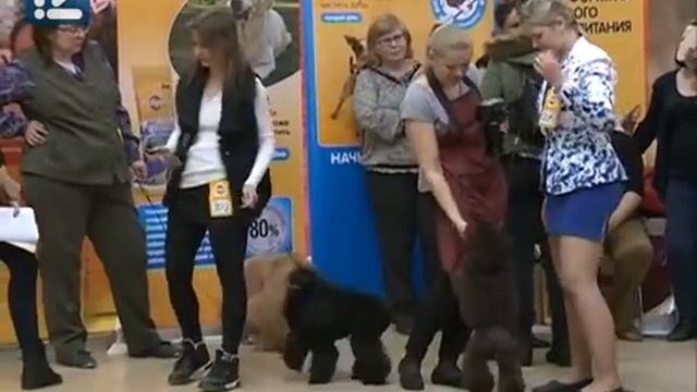 Шелти (шетлендская овчарка) смотреть онлайн