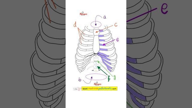 Your Treasure Chest...Thoracic Cavity | Anatomy Quiz (#16)