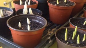 Выгонка тюльпанов к 8 марта