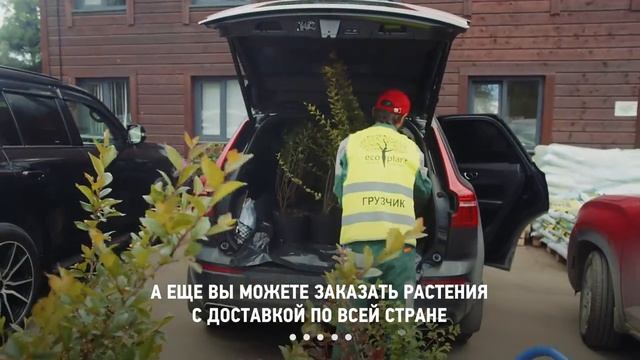 ЧЕРНАЯ ПЯТНИЦА / РАСТЕНИЯ С РАСПРОДАЖИ / РЕАЛЬНЫЕ ОТЗЫВЫ КЛИЕНТОВ / ЧТО ПРОИСХОДИТ В ПИТОМНИКЕ? смотреть онлайн