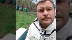вывод маток через прививочный ящик 09.05.21