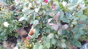 Роза Big Purple. Биг Перпл. Обзор.