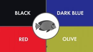 Guess The Color Game | Color Game