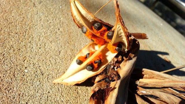 Strelitzia reginae seed pod - Bird of Paradise - Crane Flower HD 03 смотреть онлайн