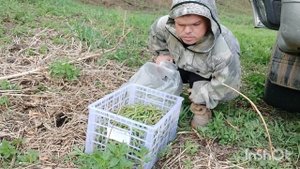Собираю папоротник и солим в зиму. #папоротник #лес