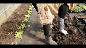 ??ВЫСАЖИВАНИЕ РАССАДЫ ОГУРЦОВ В ТЕПЛИЦУ