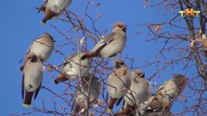 Свиристели. ( Bombycilla garrulus )