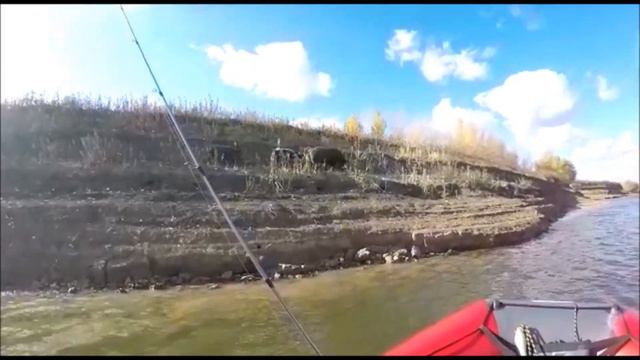 🔴Рыбалка на Ахтубе!Харабали...27.10.2018. Fishing On Akhtuba. Kharabali