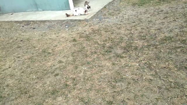 Спасение от голода бездомных животных. Социальный эксперимент смотреть онлайн