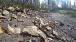 Шипящая змея( hissing snake).mpg