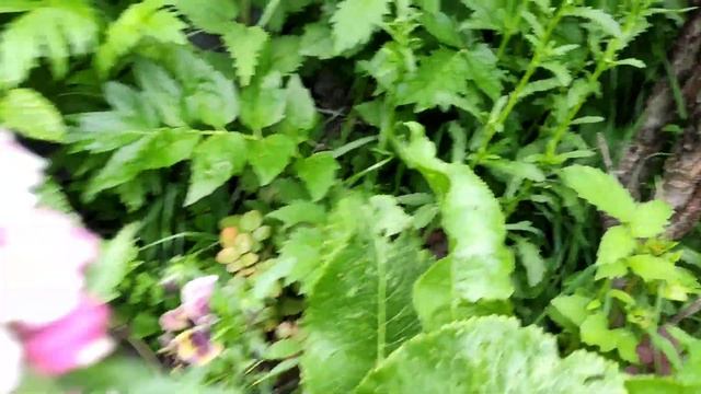 Заброшенная дача/Обзор дачных посадок/Спасаем огурцы/#дача #огород #сибирь #огурцы #томаты#грядки смотреть онлайн