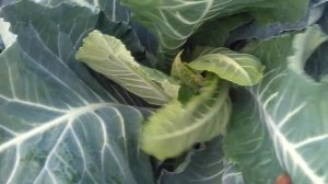 Почему бывают неудачи при выращивании цветной капусты?