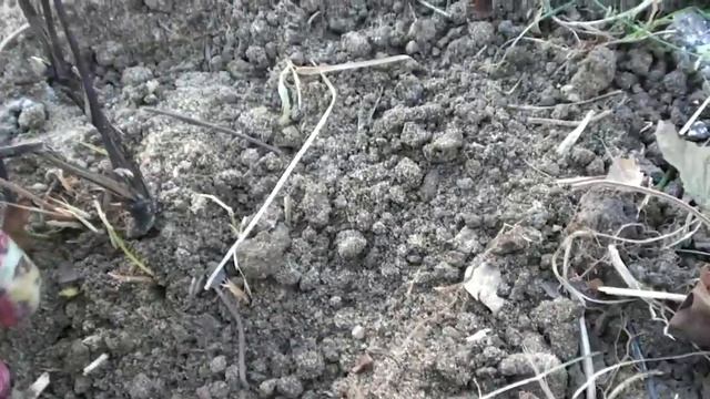 Обрезка и укрытие в зиму клематисов 2-3 группы обрезки. смотреть онлайн