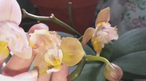 Орхидея Оранж (бабочка) парфюмерка цветущая учудила.Цветущая орхидеечка.🌺