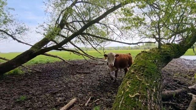 ВЫБИРАЕМ ПЛЕМЕННОГО БЫЧКА ГЕРЕФОРДА в Рязанскую область. 15 мая 21 года. смотреть онлайн