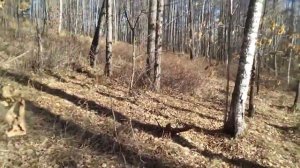 2021 .ГУЛЯЛИ С СОБАЧКОЙ КУЗЕЙ ПО ЛЕСУ. ЧТО  ТАМ  ТОЛЬКО НЕ НАЙДЁШЬ.mp4