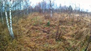 Охота на вальдшнепа с английским пойнтером