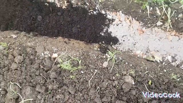 Высаживаю переросшую рассаду томатов ёлочкой/ что кладу в лунку при посадке смотреть онлайн