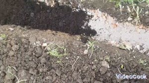 Высаживаю переросшую рассаду томатов ёлочкой/ что кладу в лунку при посадке
