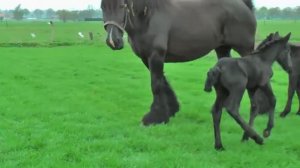 Видео для детей красивые лошади играют | Маленькие лошади играют