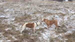 Американские бульдоги Бетти и Вула!Щенкам 6 месяцев.#/AmericanbulldogMinskBelarus/