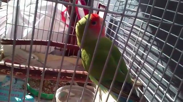 Попугай Чирик едет на дачу смотреть онлайн