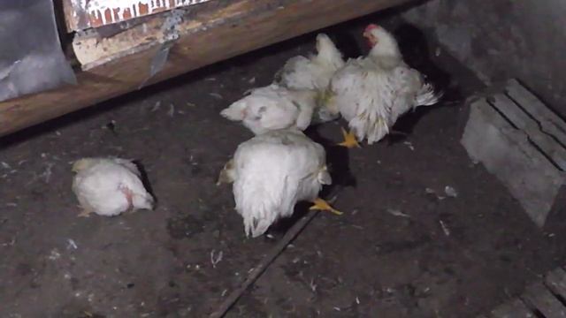 БРОЙЛЕР ROSS 308 ВЗВЕШИВАНИЕ В 49 ДНЕЙ. ВЕС РАДУЕТ! смотреть онлайн