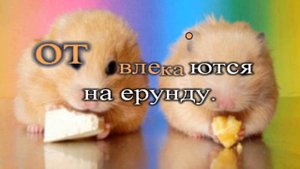 AMur Хомяки (  А.Ермолов)