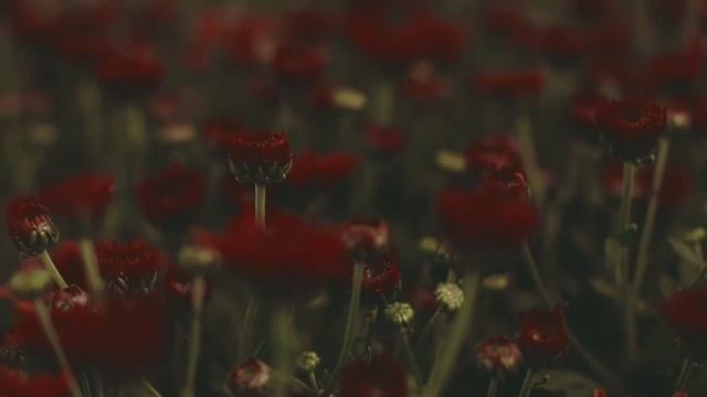 ПОЛУЧИТЬ ЗЕЛЕНЫЙ ЦВЕТ ГЛАЗ САБЛИМИНАЛ СКРЫТЫЕ АФФИРМАЦИИ смотреть онлайн