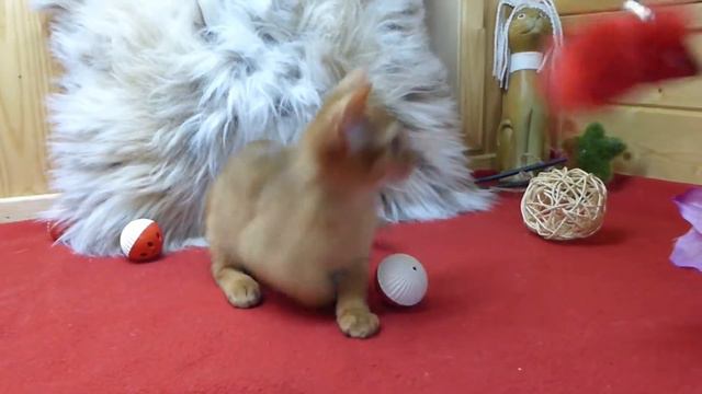 Копия видео "питомник "Королевство Грез"" смотреть онлайн