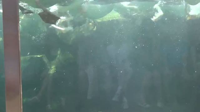 Pelican Feeding Show (Jurong Bird Park) / Шоу Кормление Пеликанов (Парк Птиц Джуронг) смотреть онлайн