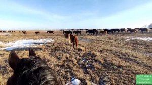 Подкорм овсом эксперемент | Табунное коневодство.