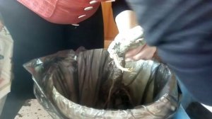 Как сажать розы из коробки до весны