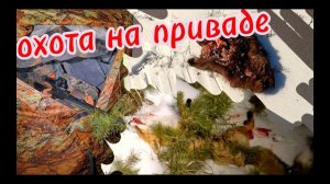 охота 2024 на лисицу на приваде