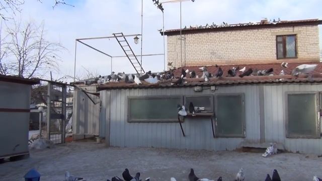 Николаевские голуби Сергея Родионова (по волнам моей памяти). Волгоград. Часть 16. смотреть онлайн