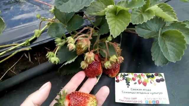 Гибрид земляники и клубники  - #Земклуника #Купчиха спелая ягода г. Омск Ферма 