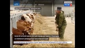 Доильная установка типа "Карусель" от компании GEA. ООО "Приамурье". Амурская область.