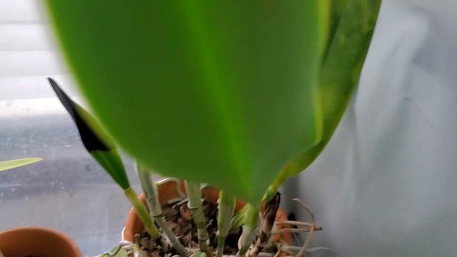 10 February 2024 • Nepenthes and orchids update смотреть онлайн